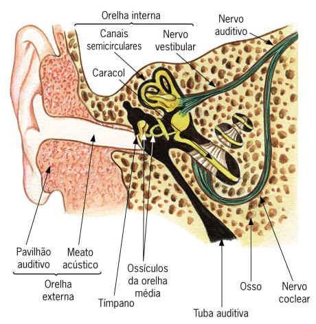 Audição - 1. Orelha externa receptora das ondas sonoras. - 2. Orelha média Há três ossículos.