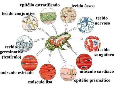 A DIFERENCIAÇÃO DOS TECIDOS E A CONQUISTA DO AMBIENTE TERRESTRE Dentre as diversas adaptações que favoreceram a conquista do meio terrestre pelos vertebrados destacam-se: 1.