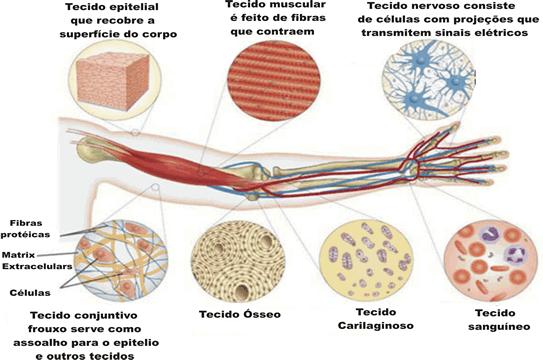 A CONQUISTA DO AMBIENTE TERRESTRE E O HOMEM No homem, essas três tarefas são desempenhadas, na ordem, pela pele, pelo conjunto de ossos do sistema esquelético e pelos inúmeros músculos componentes