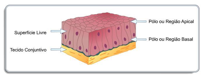 TECIDO EPITELIAL A principal característica dos tecidos epiteliais é apresentar células bem unidas entre si.