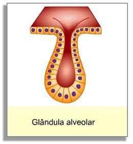 TIPO S DE GLÂNDULAS