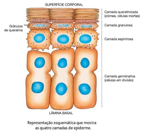 EPIDERME (Do grego epi, sobre, acima, e dermatos, pele) A epiderme é um tecido epitelial constituído por várias camadas