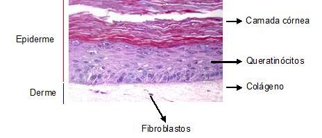 DERME A derme é o tecido conjuntivo que garante suporte e nutrição às células da epiderme.