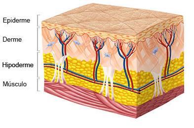 TELA SUBCUTÂNEA Imediatamente abaixo da derme há um tecido conjuntivo frouxo,