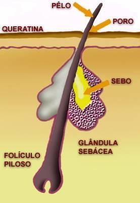 GLÂNDULAS SEBÁCEAS São pequenas bolsas constituídas principalmente por células epiteliais glandulares, localizadas