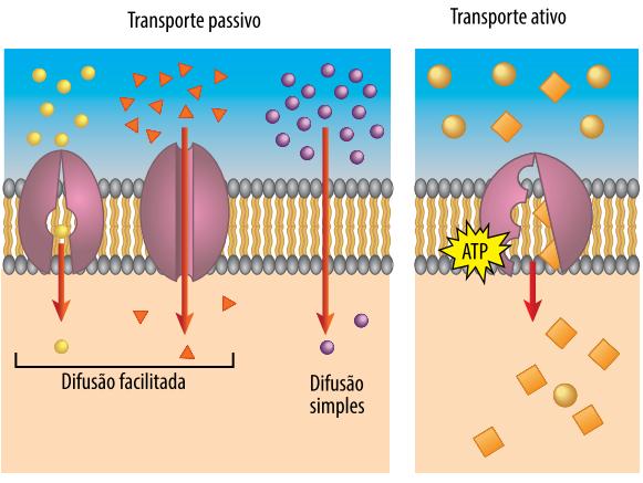 TRANSPORTE