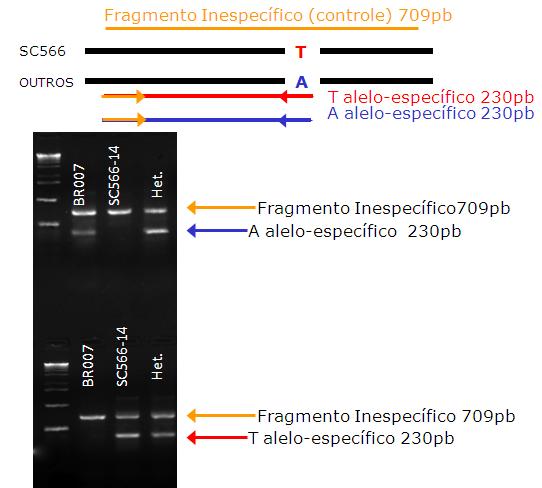 Para o polimorfismo SbMATE_E1_5519pb, um SNP W (T/A), foi gerado um sistema ARMS-PCR com três primers.