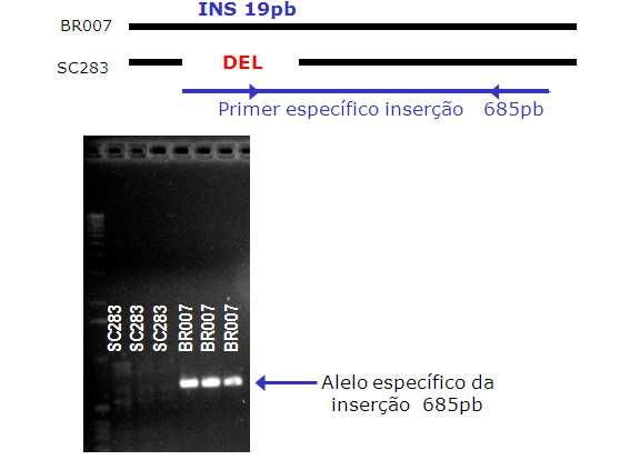 Na primeira canaleta está o marcador de tamanho molecular. O polimorfismo ORF9_12487pb do tipo Indel apresenta uma inserção de 19 pb no alelo não favorável.