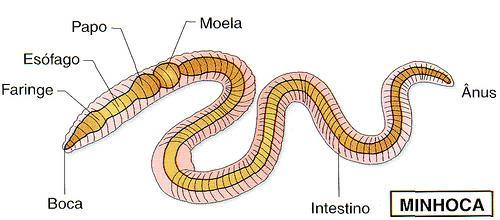 O filo agrupa animais de corpo cilíndrico e segmentado (metameria); São