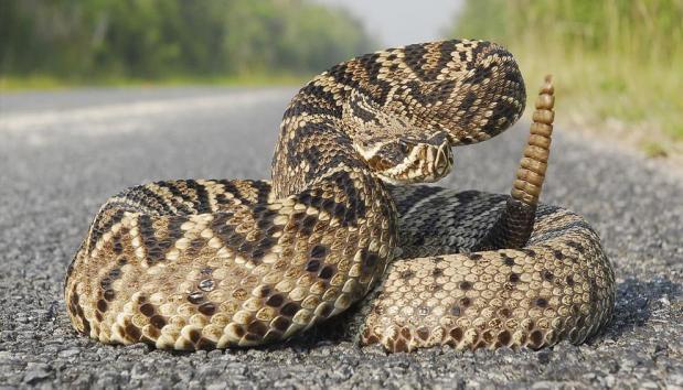 Gênero Espécies Informação complementar Acidente crotálico (Crotalus) Cascavel presença de guizo, chocalho ou maracá na cauda; ampla distribuição em cerrados, regiões áridas e semiáridas, campos e