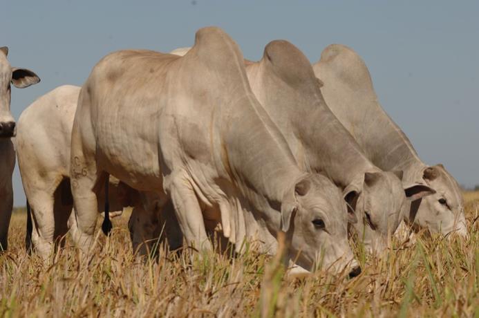 OBJETIVOS DA INTEGRAÇÃO LAVOURA- PECUÁRIA Produzir pasto, forragem conservada e grãos para alimentação animal na estação seca.