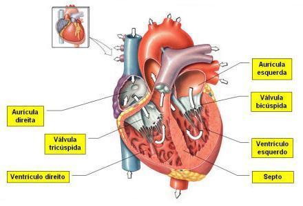 O Coração órgão muscular que apresenta 4