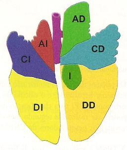 informado pelo observador. A Figura 2 mostra as divisões do pulmão em lobos, e como cada lobo é dividido para tal cálculo. Figura 2 A. Divisão do pulmão em lobos; B.