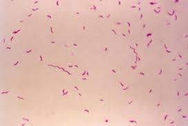 Campylobacter - AGENTE Forma