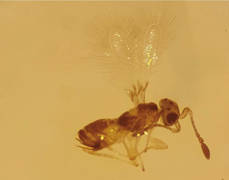 Cleruchoides noackae Lin & Huber, 2007 (Hymenoptera: Mymaridae), descrito na Austrália parasitando ovos de T. peregrinus (LIN et al.
