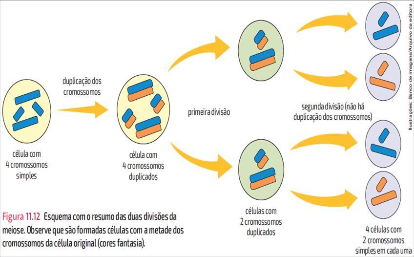 CAPÍTULO 11 CROMATINA, CROMOSSOMOS E A DIVISÃO CELULAR MEIOSE Produção de gametas nos animais e esporos nos vegetais.