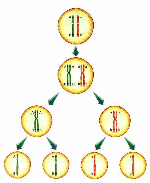 Célula com 2 cromossomos simples Duplicação dos cromossomos Célula com 2 cromossomos duplicados Primeira