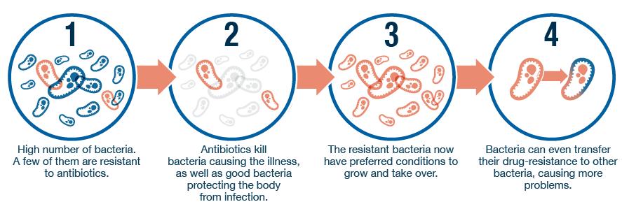 Resistência aos antimicrobianos Se uma população de bactérias com poucos individuos resistentes for exposta a um antimicrobiano, as bactérias susceptíveis morrerão, mas as resistentes irão