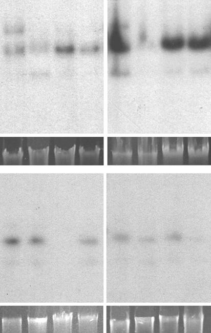 ToRMV A 1 2 3 4 5 6 7 8 oc cc ss B ToYSV oc cc ss Figura 3. Acúmulo de DNA viral do ToRMV e ToYSV selvagens e dos recombinantes ptor-bri/bli(1.2)-(toy-mp/nsp) e ptoy-bri/bli(1.2)-(tor-mp/nsp).
