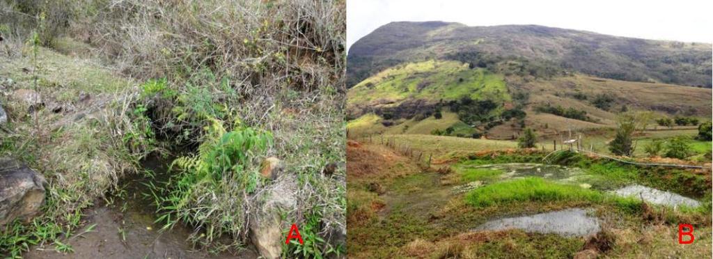 Monitoramento da Biodiversidade da Flora Arbórea / Abelhas Avaliação do impacto antrópico em áreas de recuperação de mata ciliar e