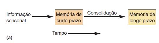 Discutiu-se durante mais de um século se a memória de curta duração é simplesmente uma fase inicial da