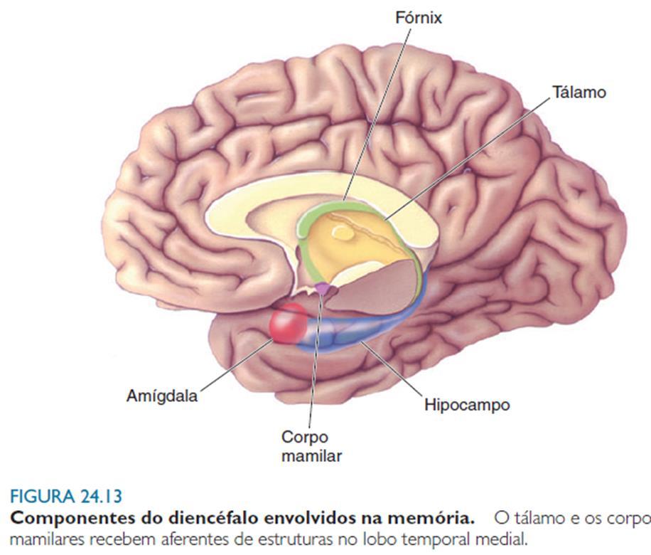 Áreas corticais de associação.