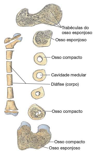 Ossos Existem dois tipos de osso: compacto e esponjoso (trabecular ou reticular).