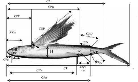 comprimento pré-dorsal (CPD); comprimento pré-anal (CPA); comprimento pré-peitoral (CPP); comprimento pré-ventral (CPV); comprimento da nadadeira peitoral-(cnp); comprimento da nadadeira dorsal