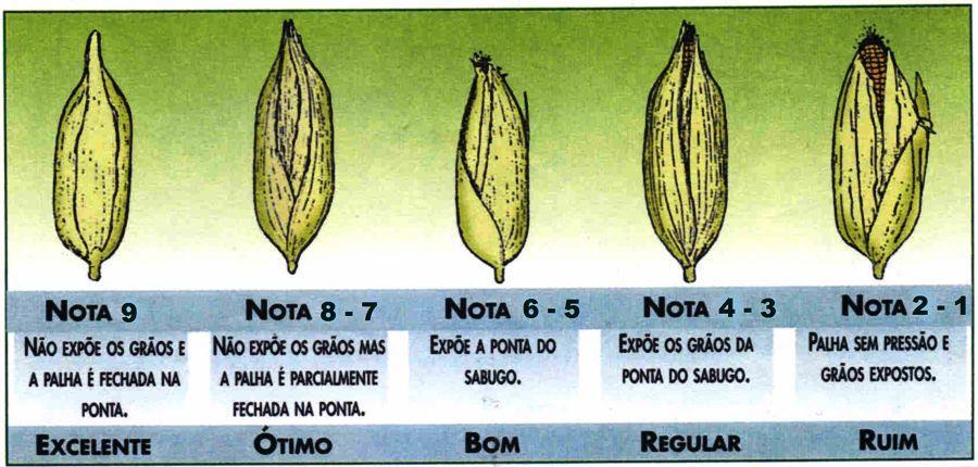ANEXO III Figura 1 - Escala de avaliação de empalhamento em milho. Figura 2 - Escala de avaliação de doença em milho.
