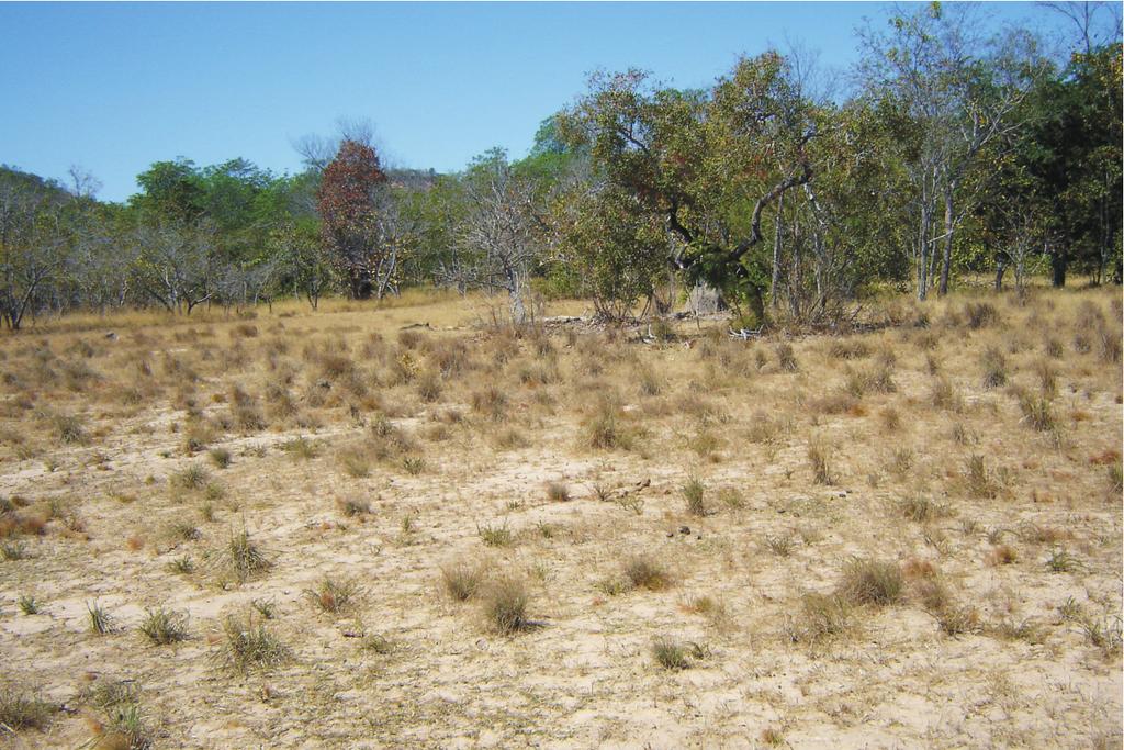 Figura 2 Mancha de Cerrado sensu stricto sobre Neossolo Quartzarênico na Chapada Grande Meridional, Piauí.