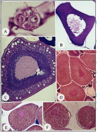 Ovócitos cromatina-nucléolo e perinucleolar Ovócito alvéolo-cortical