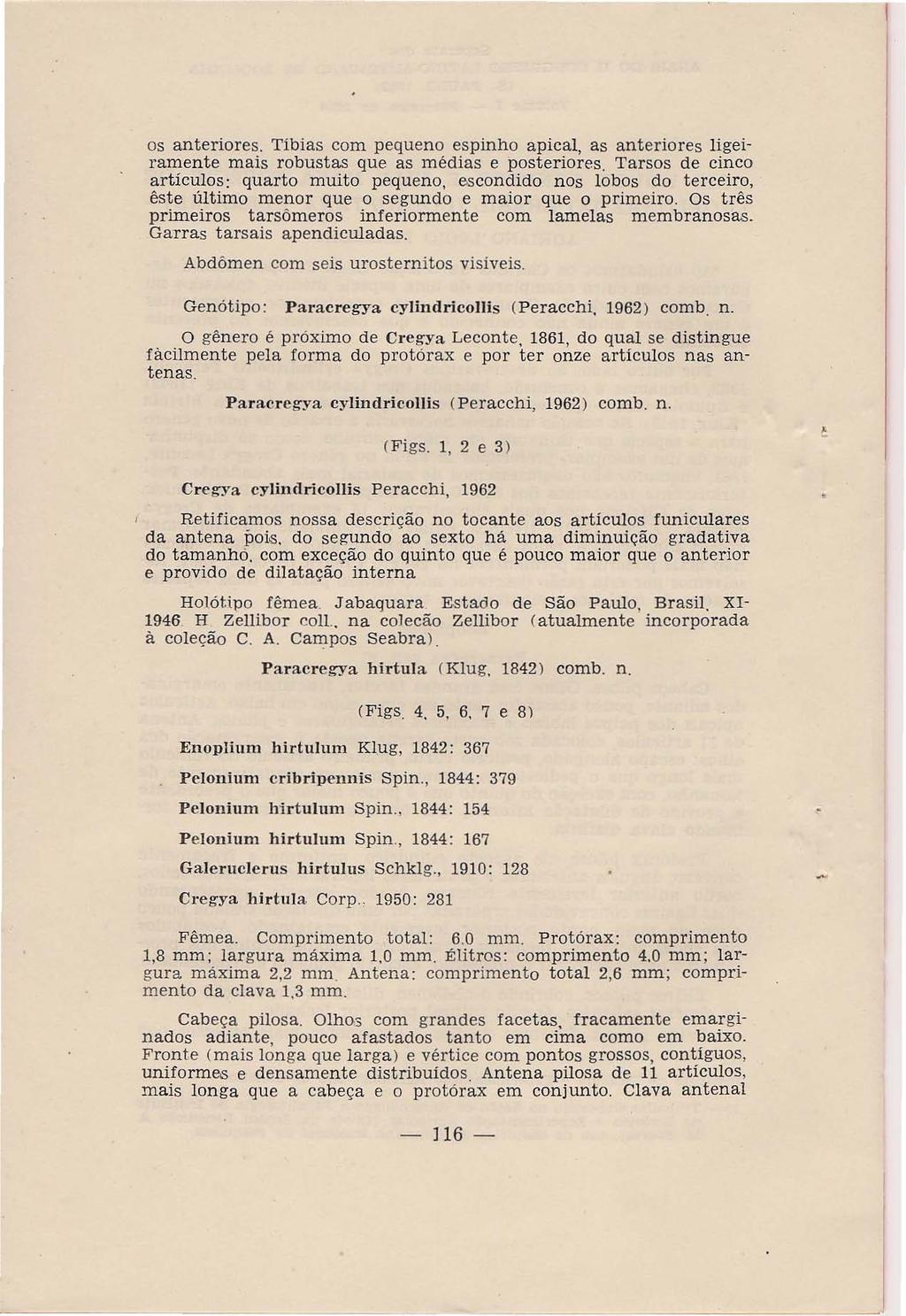 os anteriores. Tíbias com pequeno espinho apical, as anteriores ligeiramente mais robustas que as médias e posteriores.