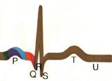 Interpretação do eletrocardiograma 3. A formação das ondas e dos complexos.