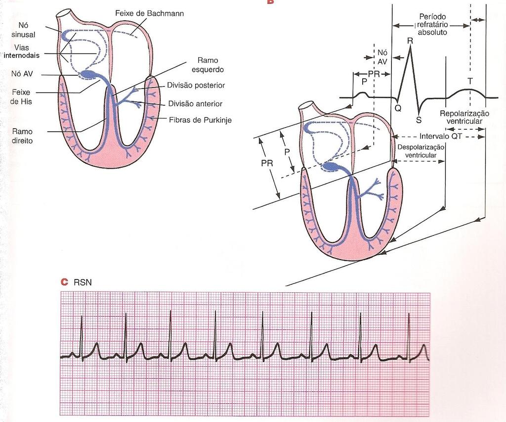 Interpretação do eletrocardiograma 3.