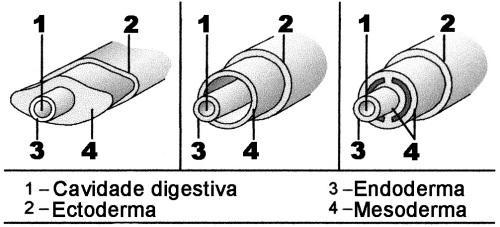 4. (UFAL) No esquema, são ilustrados cortes transversais de três animais: um acelomado, um pseudocelomado e um celomado.