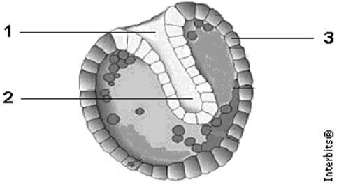 a) triblásticos e protostômios, em que o blastóporo dá origem ao ânus. b) diblásticos e protostômios, em que o blastóporo dá origem à boca.