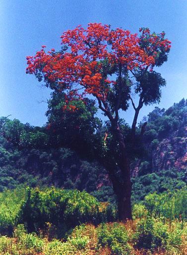 Corticeira-da-serra Erythrina falcata Fam. Fabaceae Árvore de 20 a 30 m de altura. Ocorre na encosta da Serra Geral e Alto Uruguai do RS.