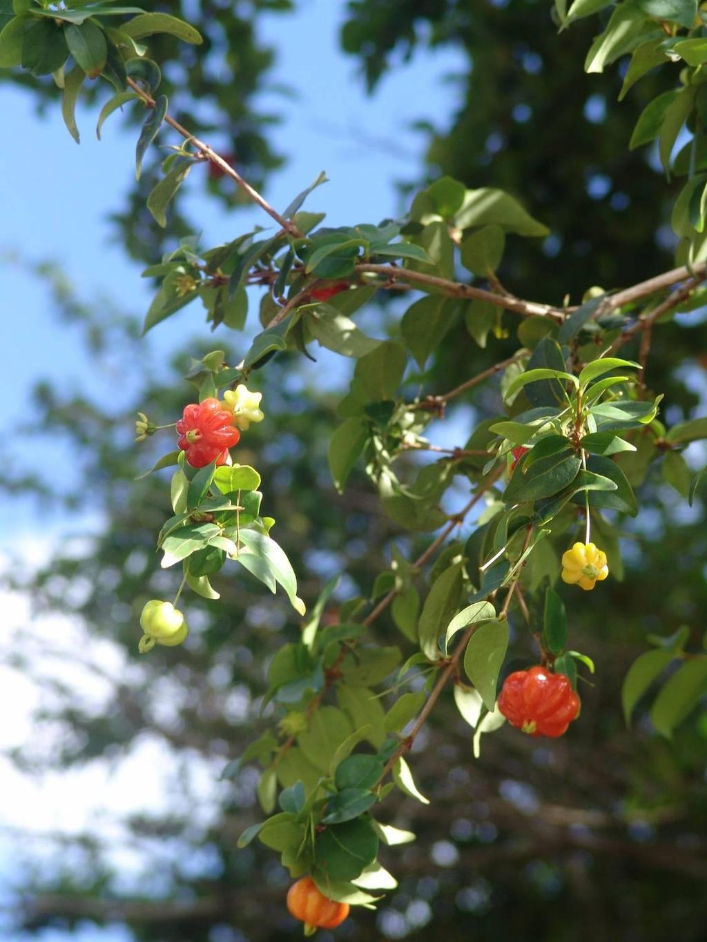 Pitangueira (Cherry of Suriname) Eugenia uniflora Fam.