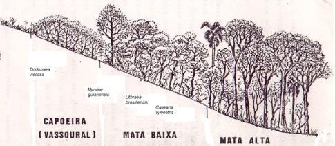 Tipos de comunidades vegetais identificadas com presença de árvores em Porto Alegre (Brack et al.
