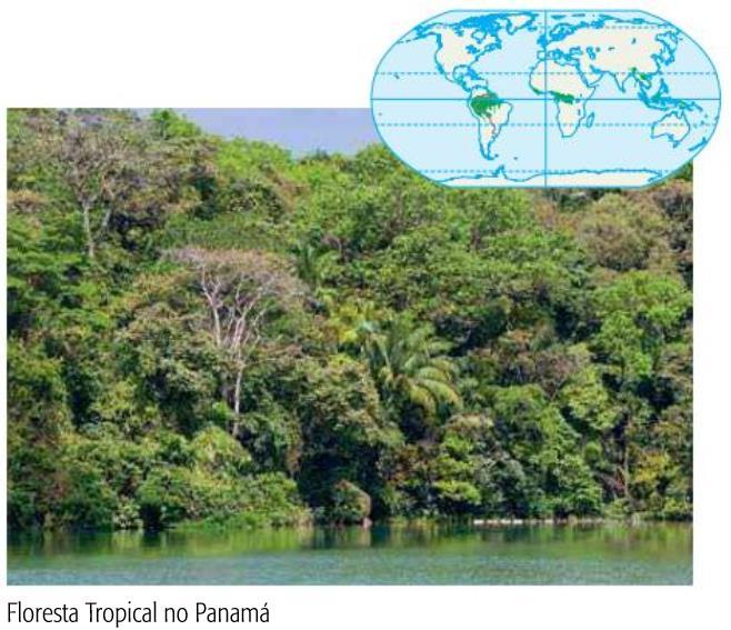 PRINCIPAIS FORMAÇÕES VEGETAIS DA TERRA Florestas Tropical e Equatorial Características Vegetação mais rica e diversificada do mundo Floresta