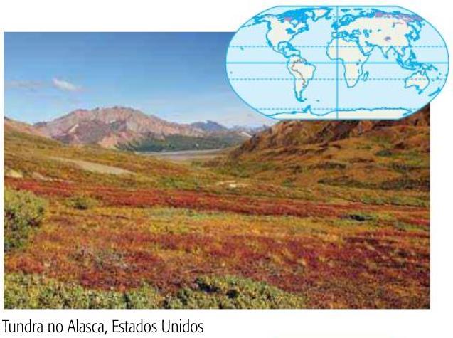 PRINCIPAIS FORMAÇÕES VEGETAIS DA TERRA Tundra Características vegetação que se desenvolve apenas quando