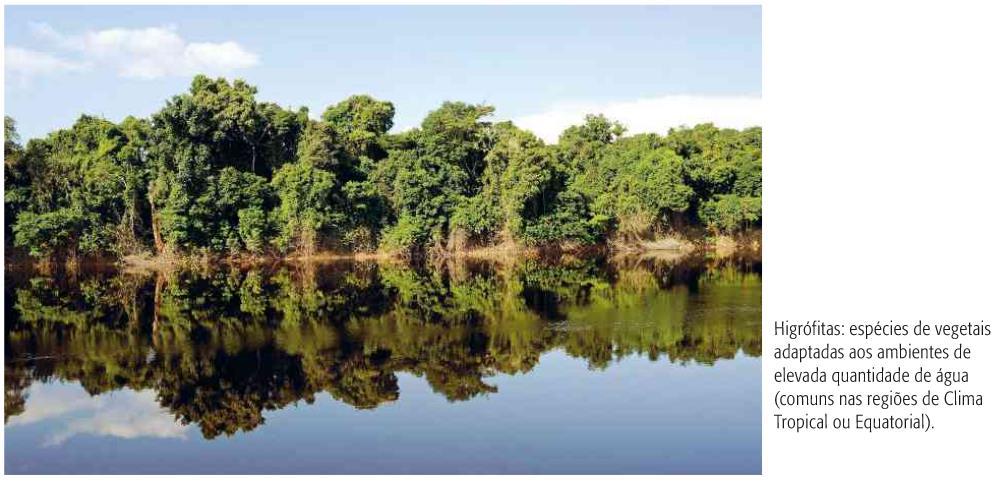 A VEGETAÇÃO NOS ECOSSISTEMAS Interações vegetação e clima As formação vegetais adaptam-se às