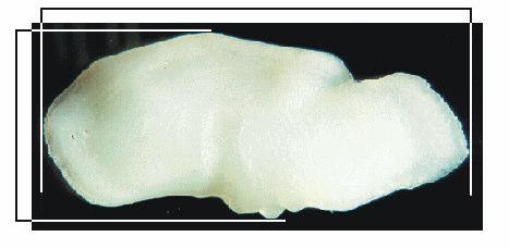96 Dorsal Lo Anterior Ho Posterior A Ventral Figura 12: Otólito sagita esquerdo inteiro de Macrodon ancylodon (Bloch & Schineider,
