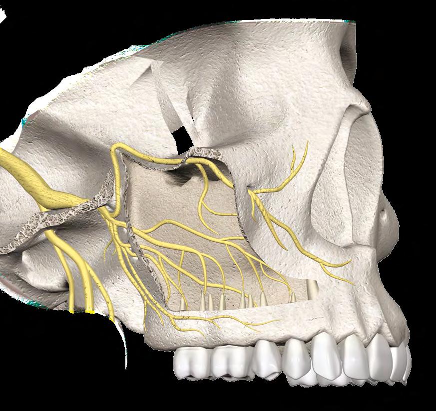 ANATOMIA DA