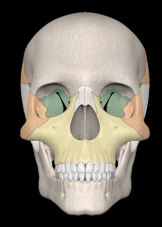 ANATOMIA DA MAXILA MAXILA A maxila é o osso central do crânio.