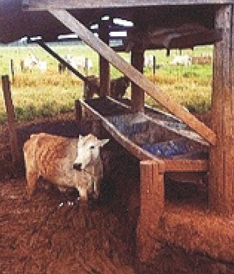 Exemplo; Problemas ambientais e de bem-estar animal em bovinos mantidos a pasto