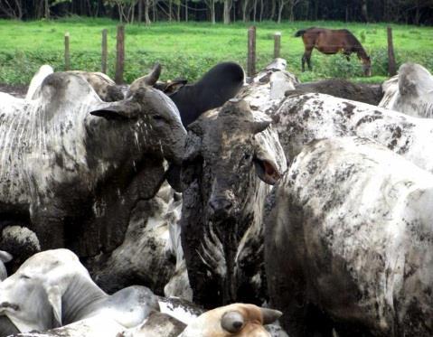 Competição social ESTRESSE SOCIAL Domínio 2 AMBIENTE Aumenta o desafio