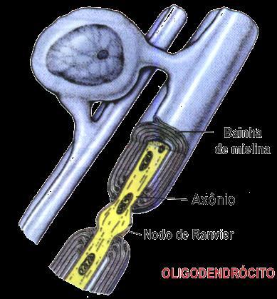 SNC: Oligodendrócitos