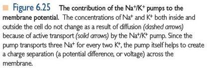 potássio Contribuição da bomba de Na+