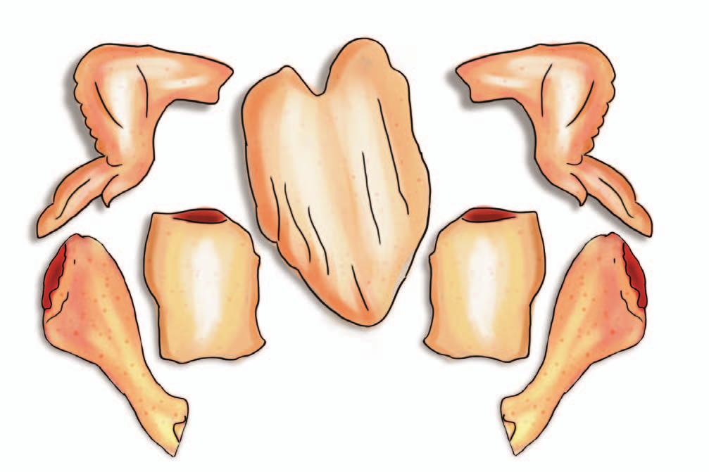 Todos os animais têm três tipos de músculos: liso, cardíaco e esquelético.